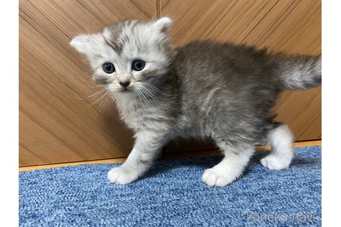 成約済の千葉県のサイベリアン-72553の14枚目